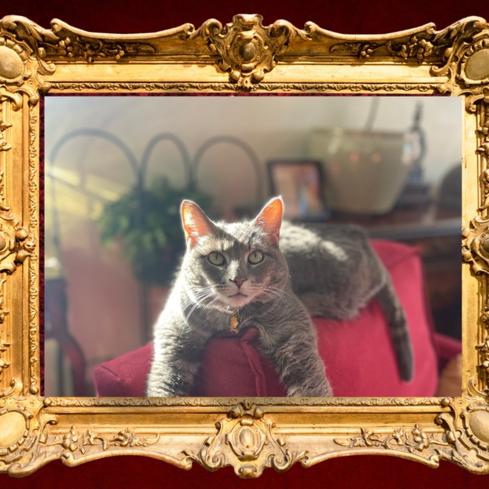 Shellcat is live 💞💞💞 - Picture 3 of 3